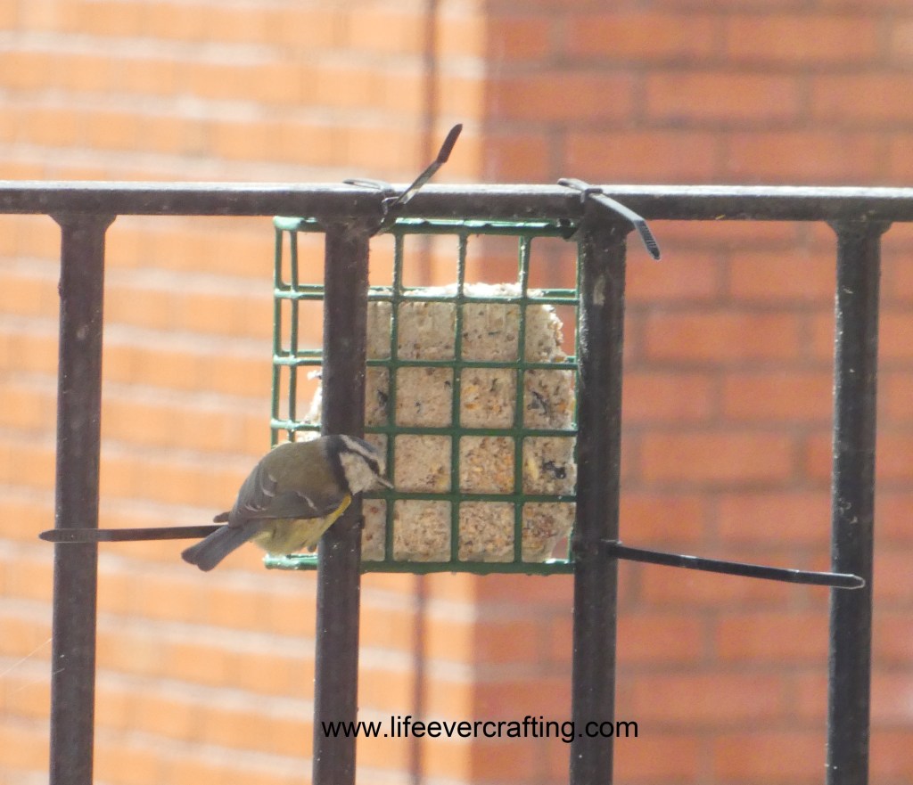 The image shows a coal tit fledgling on a bird feeder.