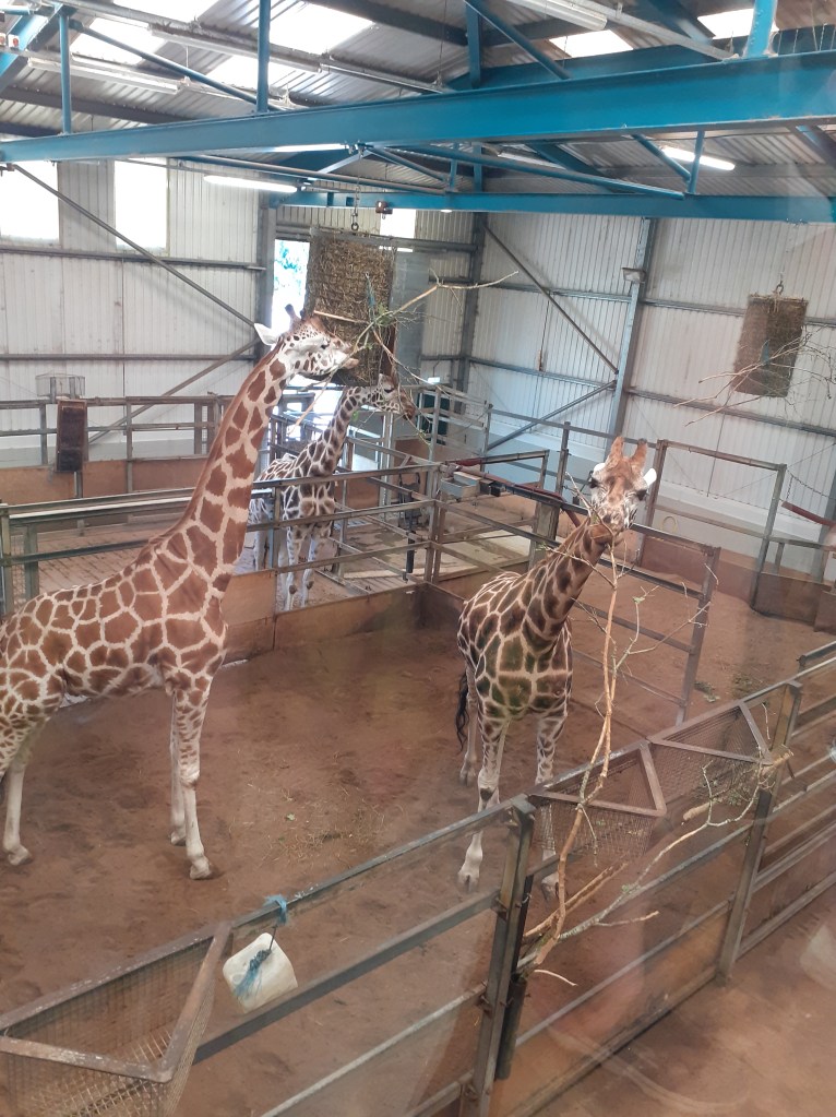 Image shows three giraffes in a large shed. 